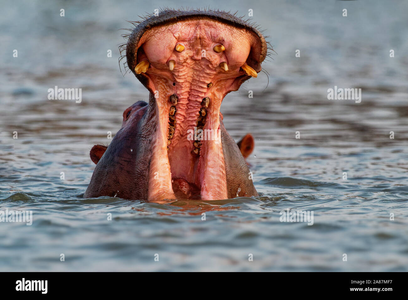 Hippopotamus - Hippopotamus amphibius or hippo is large, mostly herbivorous, semiaquatic mammal native to sub-Saharan Africa. Head looking from the wa Stock Photo