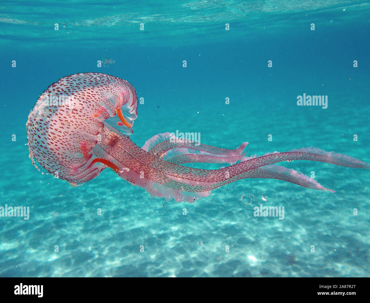 Tuscany, Italy. Pelagia noctiluca Jellyfish in the sea of Elba Island Stock Photo