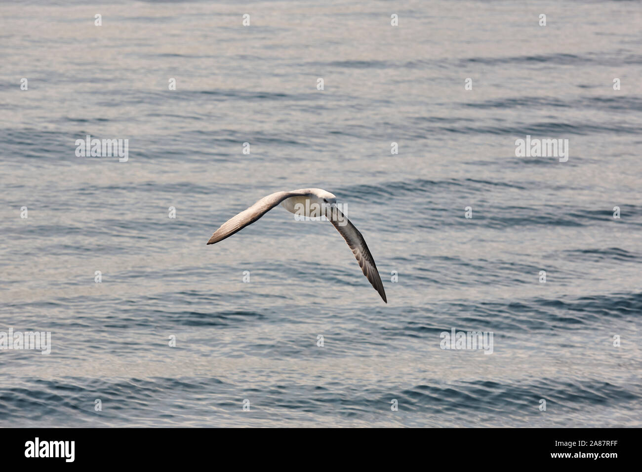 Fulmar bird flying over the atlantic ocean. Faroe islands Stock Photo