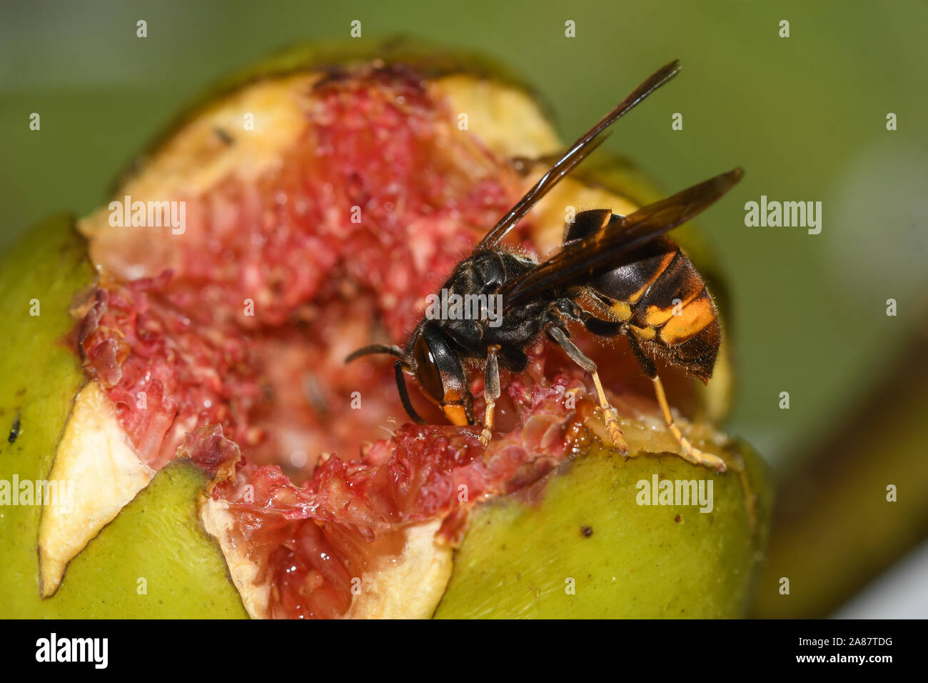 Fig wasp hires stock photography and images Alamy