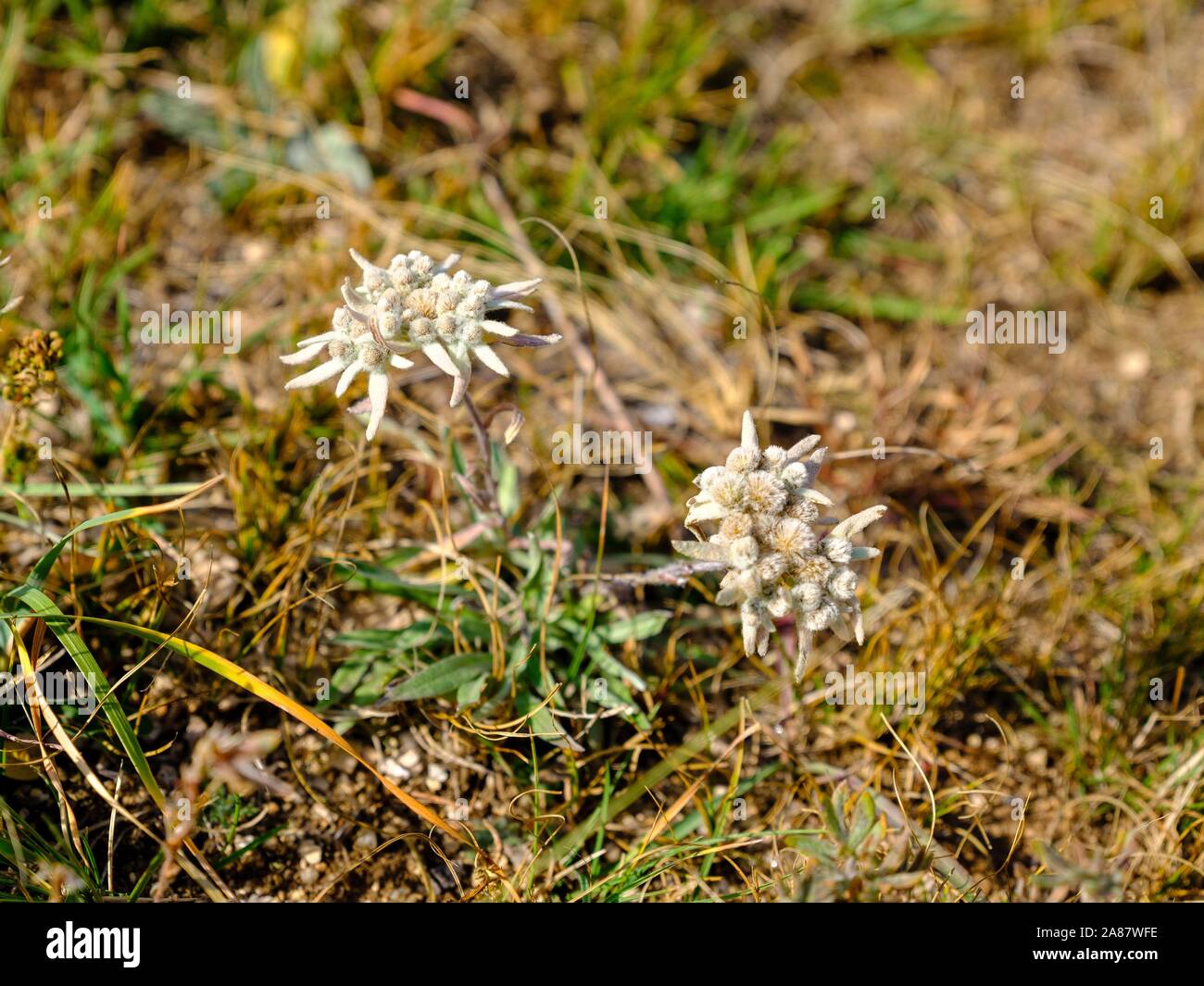 Asian species of Edelweiss (Leontopodium ochroleucum), Gorchi Terelj National Park, Ulan Bator, Mongolia Stock Photo