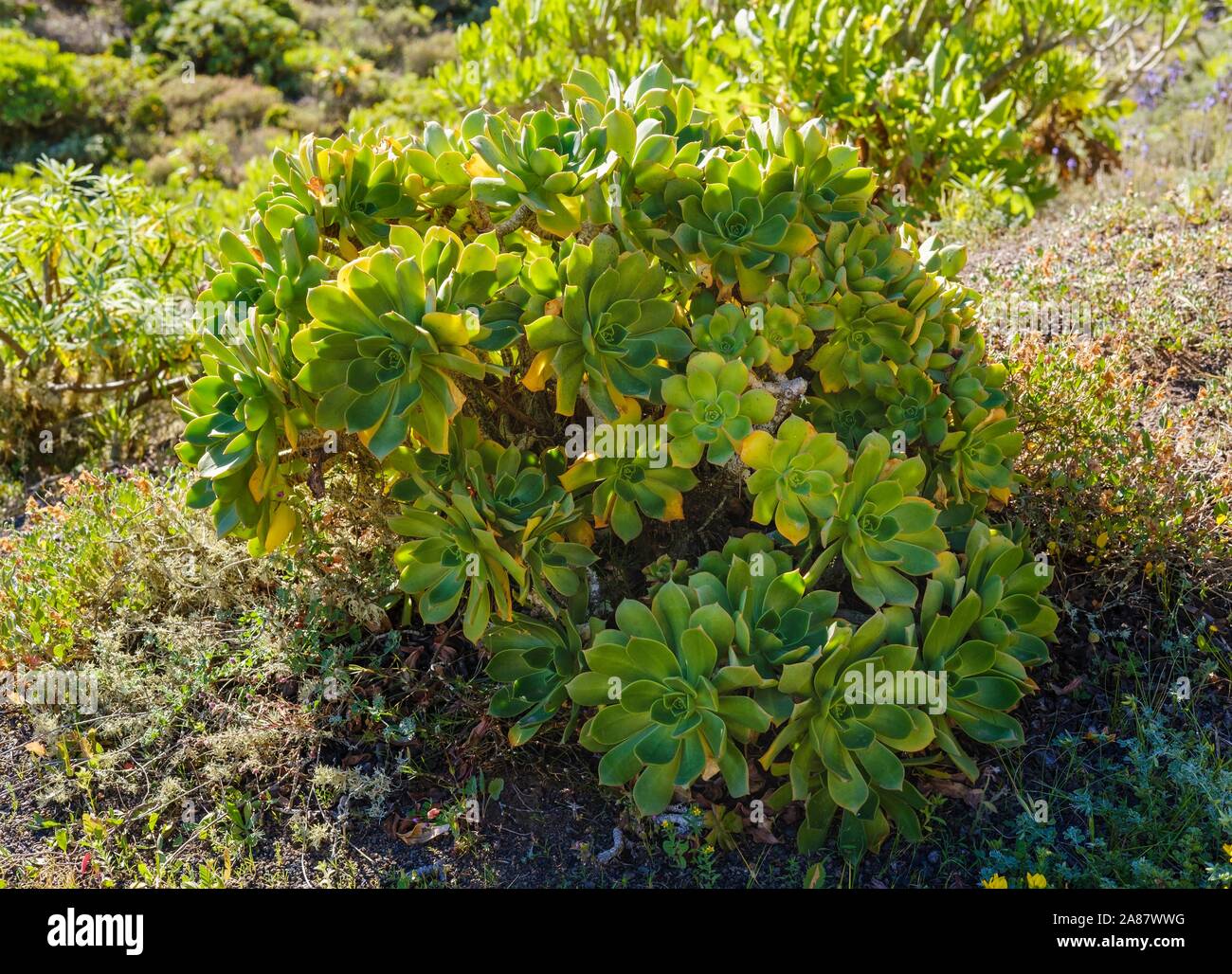 Aeonium lancerottense (Aeonium lancerottense), Lanzarote, Canary Islands, Spain Stock Photo