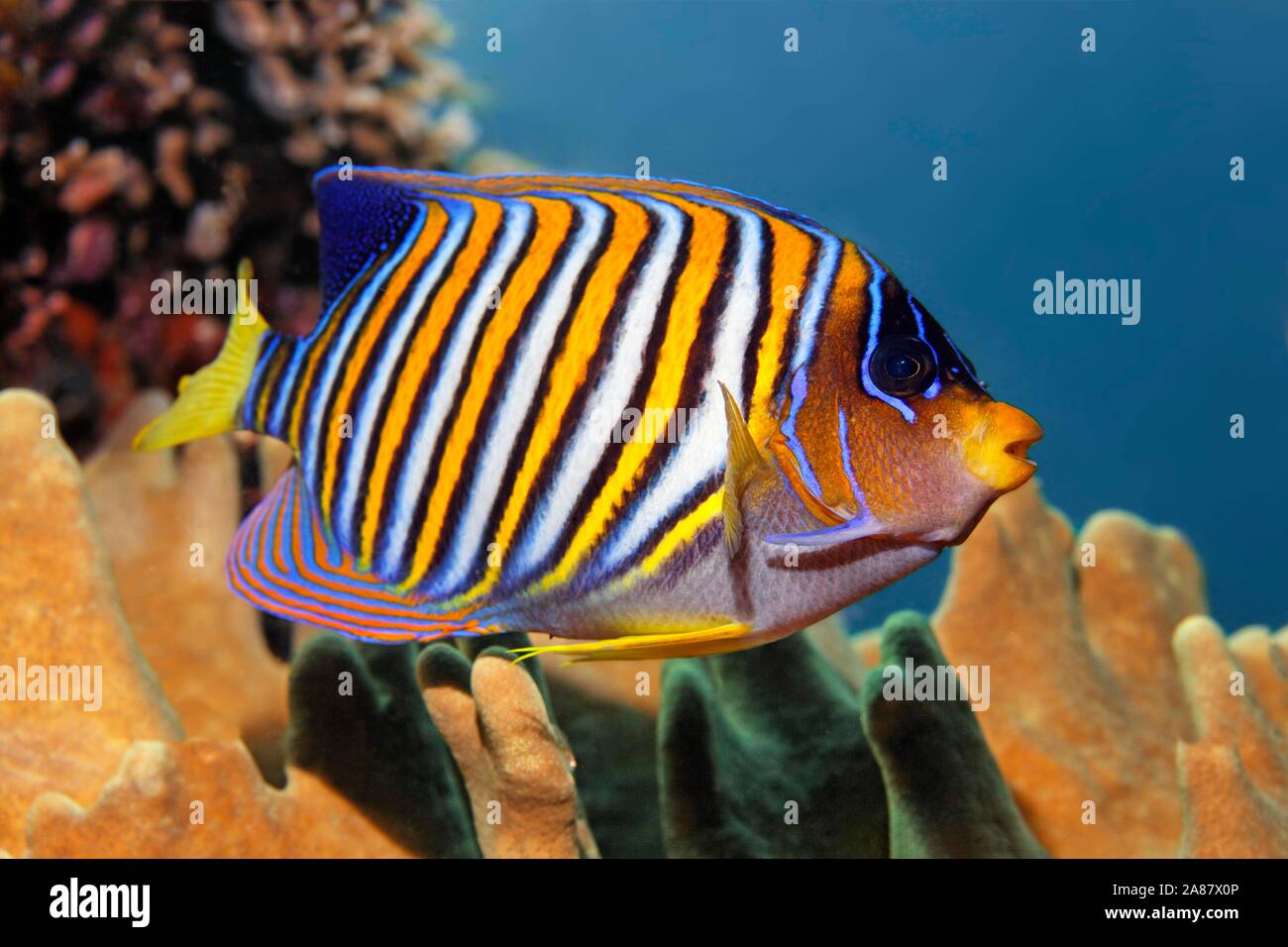Royal angelfish (Pygoplites diacanthus), Great Barrier Reef, Unesco World Heritage Site, Pacific, Australia Stock Photo
