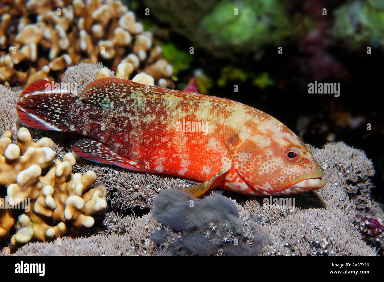 Flagtail Rockcod (Cephalopholis urodeta), Great Barrier Reef, Unesco World Heritage Site, Pacific, Australia Stock Photo