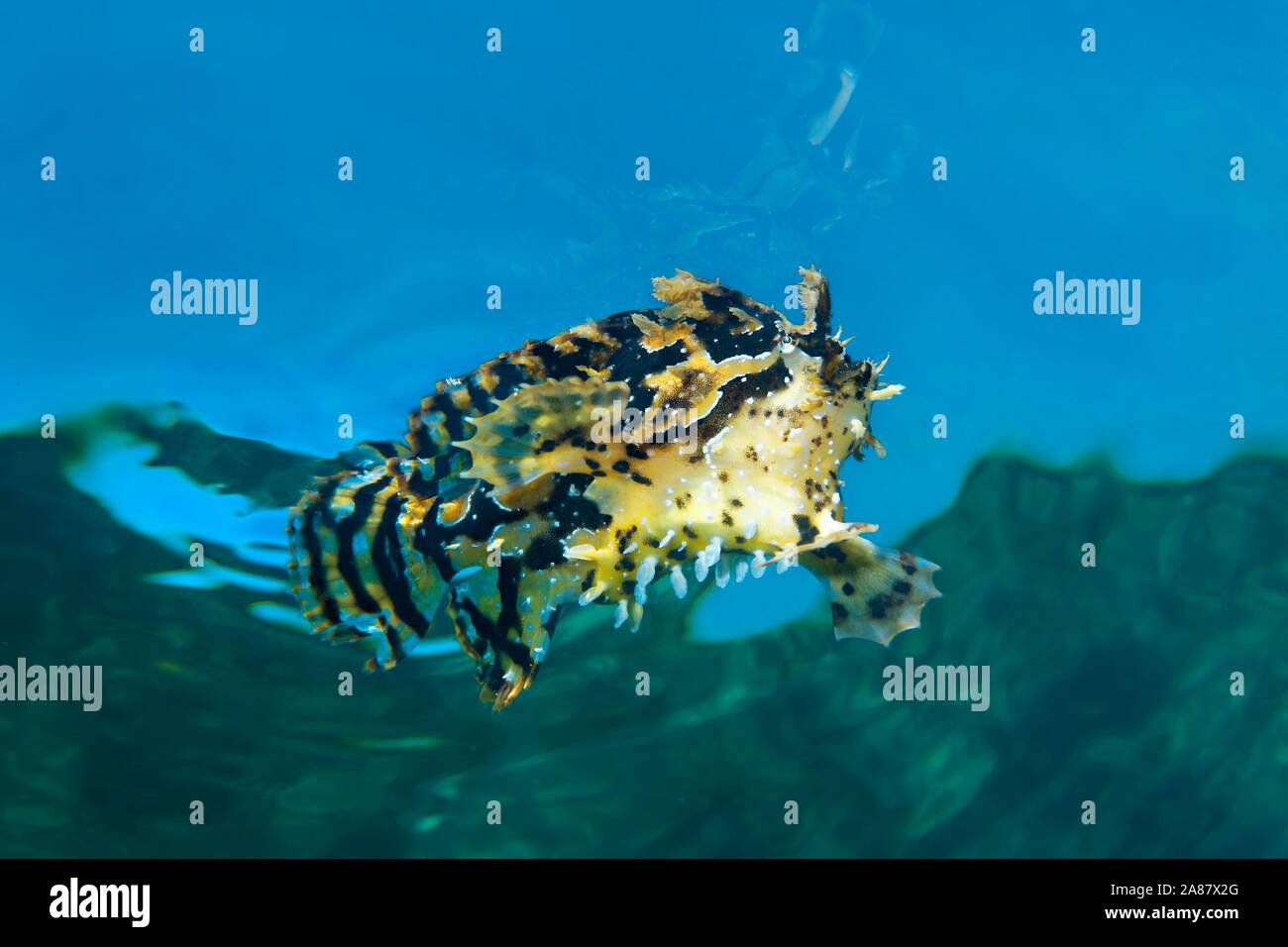 Sargassum fish (Histrio histrio), swims under water surface, Great Barrier Reef, Unesco World Heritage, Pacific, Australia Stock Photo