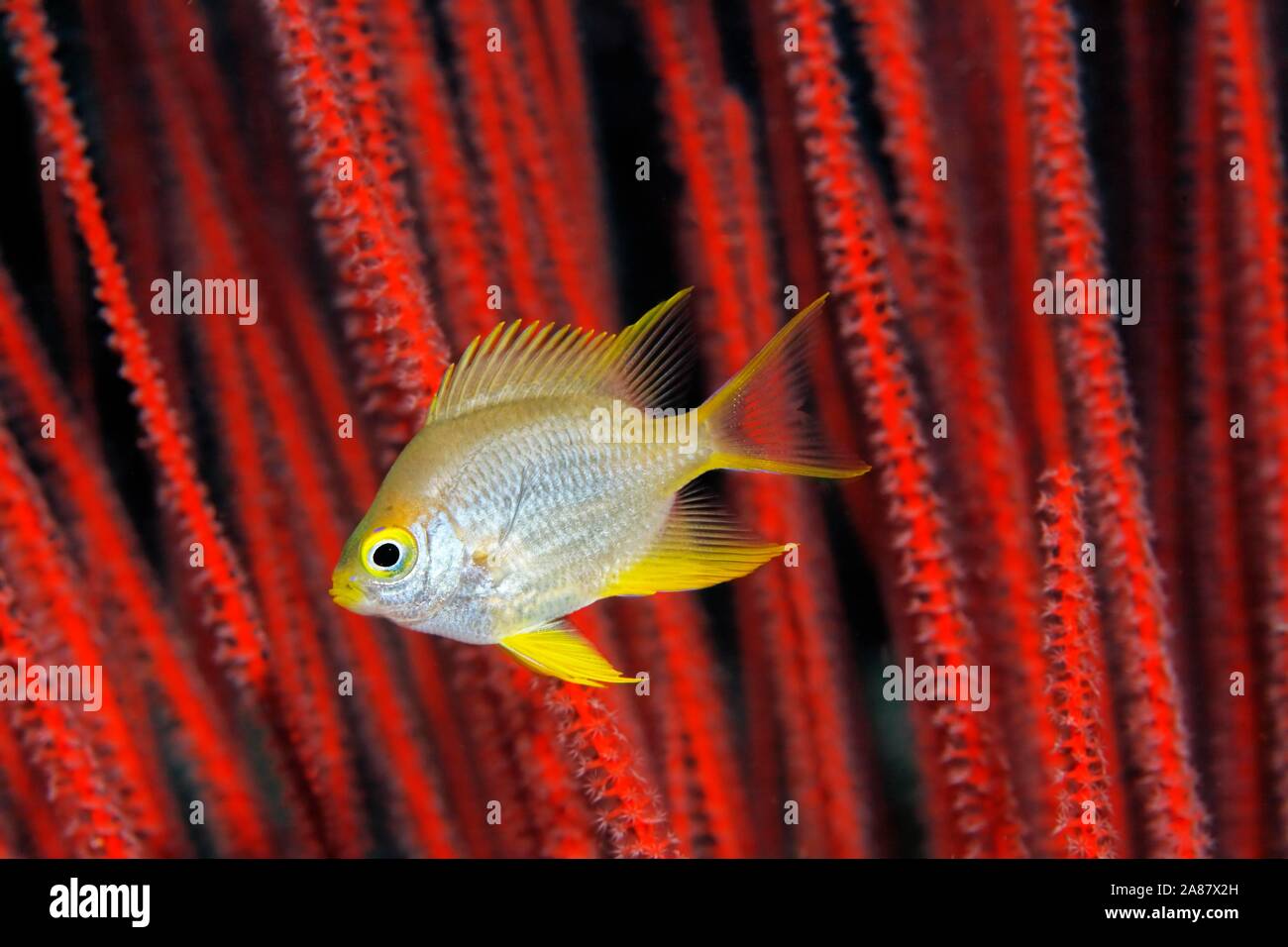 Golden damselfish (Amblyglyphidodon aureus) in front of red rod gorgonian (Ellisella ceratophyta), Great Barrier Reef, Unesco World Heritage Site Stock Photo