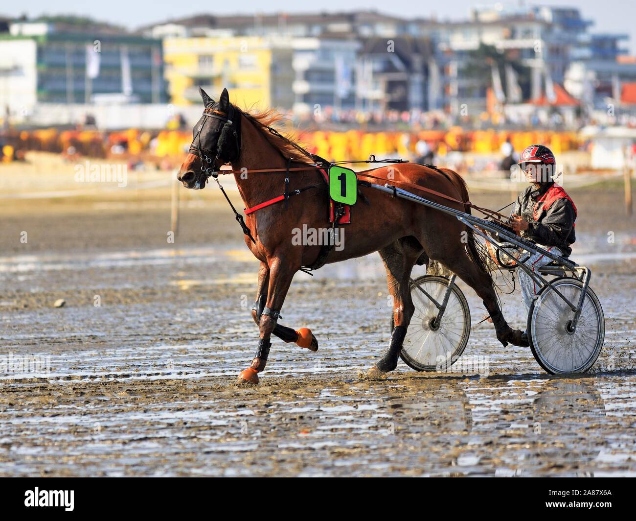 Horse and rider in Sulky, Trotter, Duhne mudflat race, Cuxhaven, Lower Saxony, Germany Stock Photo