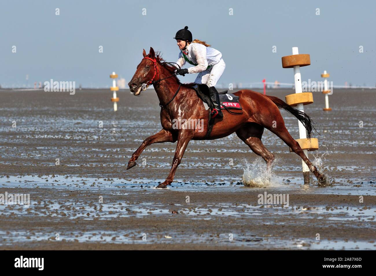 Rider in gallop, horse race in the Wadden Sea, Duhne mudflat race, Cuxhaven, Lower Saxony, Germany Stock Photo