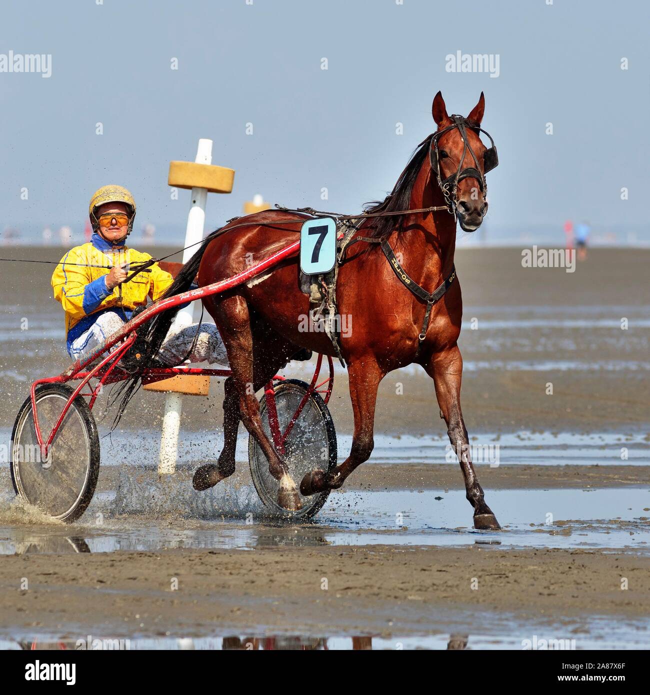 Horse and rider in Sulky, Trotter, Duhne mudflat race, Cuxhaven, Lower Saxony, Germany Stock Photo