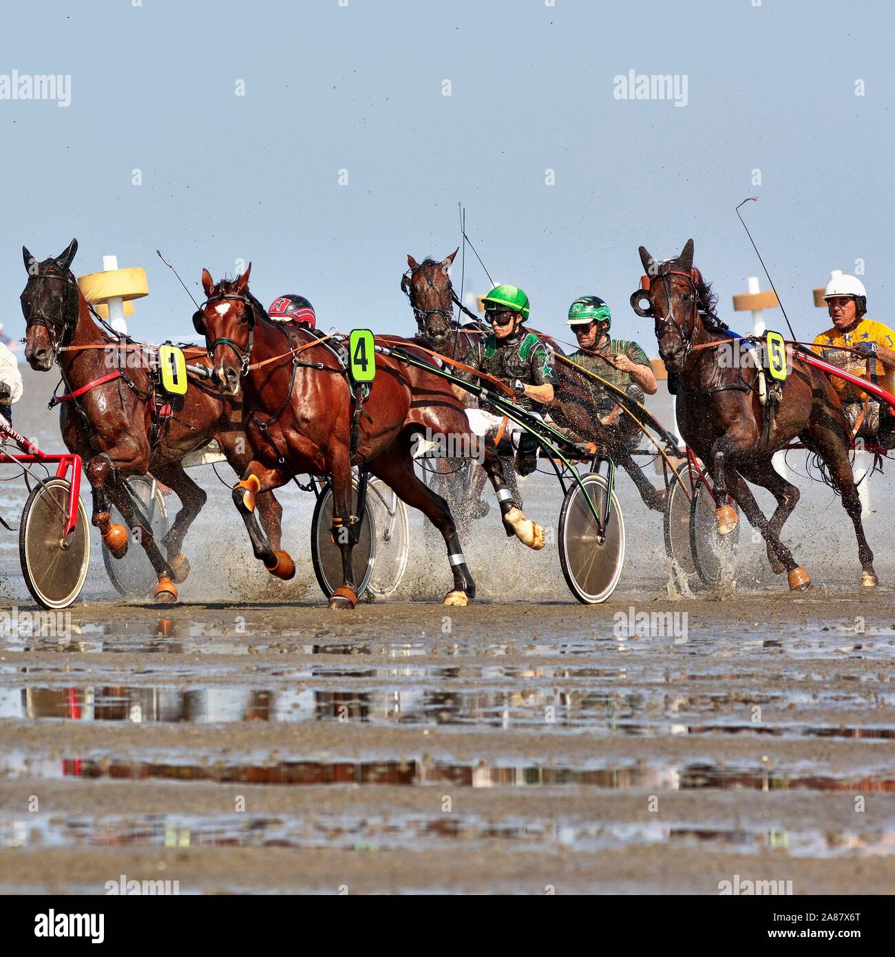 Horse racing, trotting in the Wadden Sea, Duhne mudflat race, Cuxhaven, Lower Saxony, Germany Stock Photo