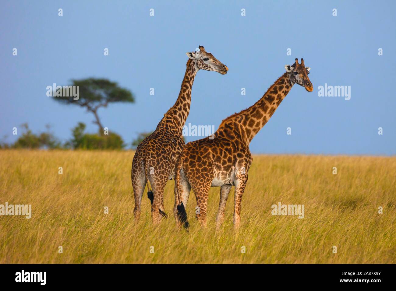 Masai Giraffes Giraffa Camelopardalis Tippelskirchi Two Adults In Masai Giraffes Giraffa Camelopardalis Tippelskirchi Two Adults In