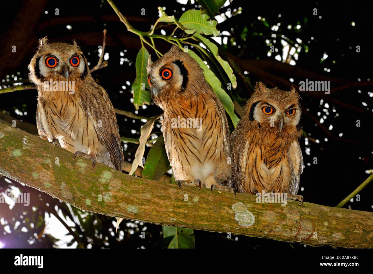 Northern white-faced owls (Ptilopsis leucotis), juvenile birds sitting in tree, Togo Stock Photo