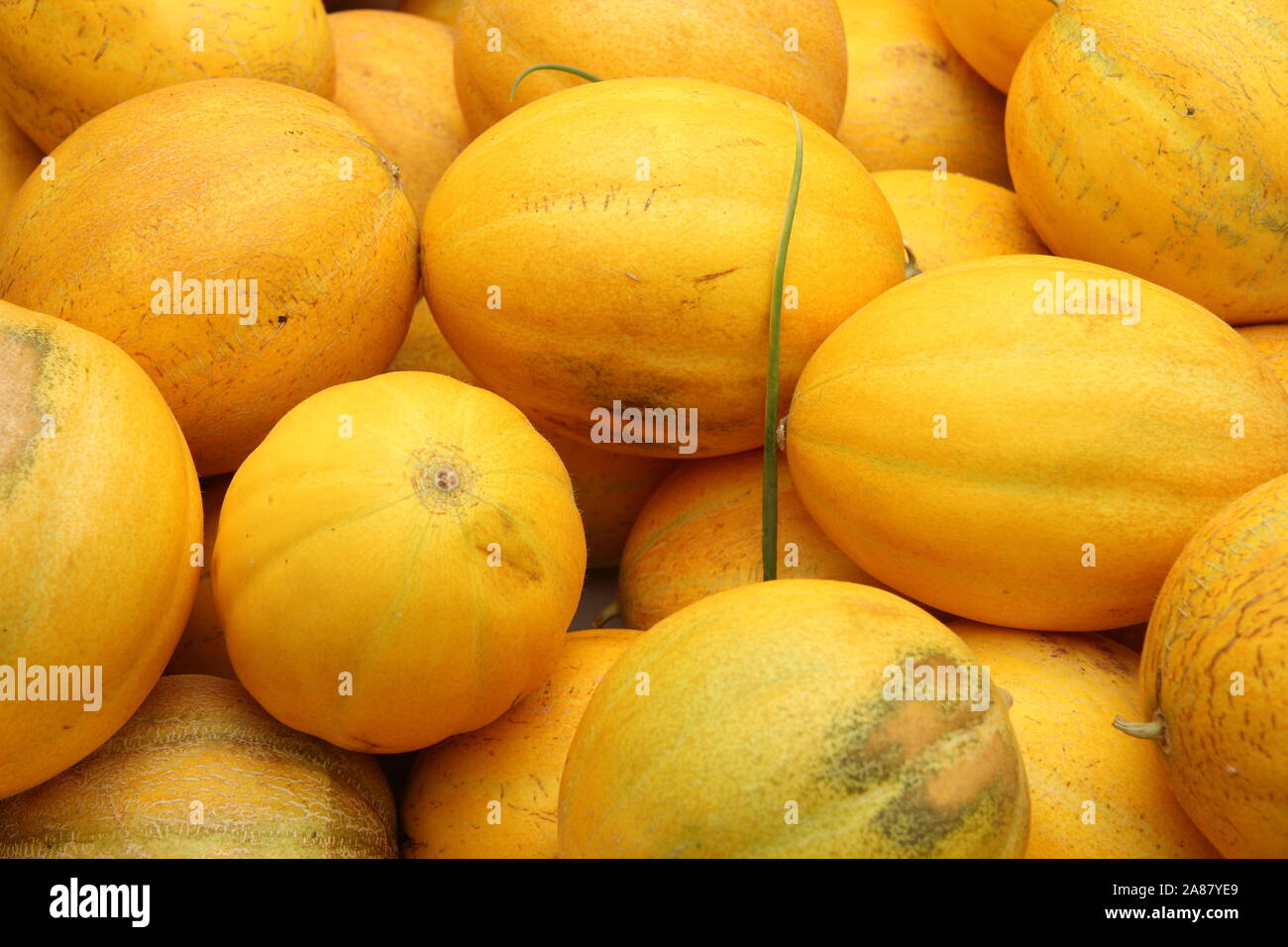 Fresh cantaloupe melons in the market Stock Photo Alamy