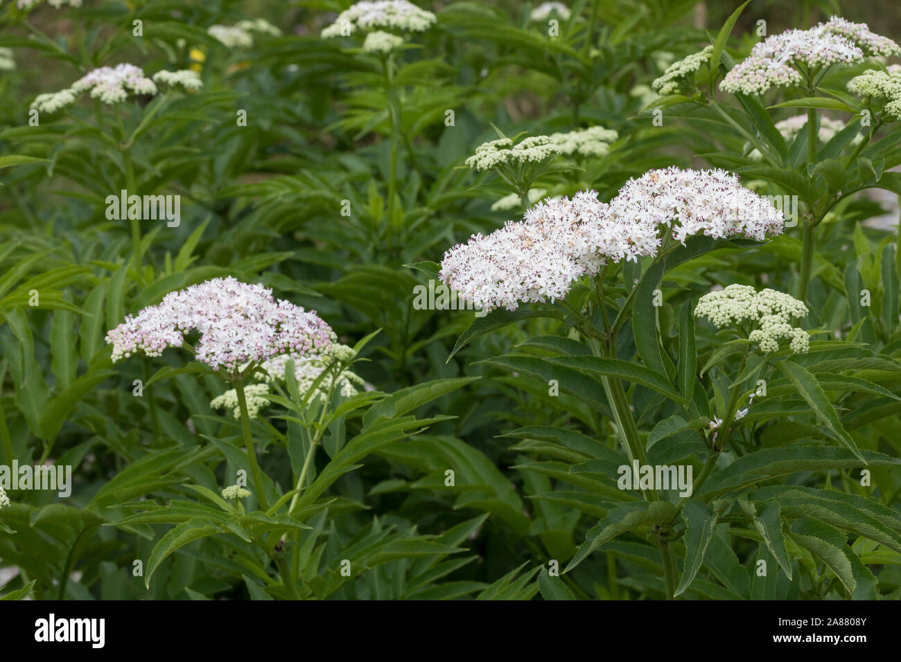 Zwerg-Holunder, Zwergholunder, Attich, Sambucus ebulus, Danewort, Dwarf Elder, dane weed, danesblood,  European dwarf elder, walewort, dwarf elderberr Stock Photo