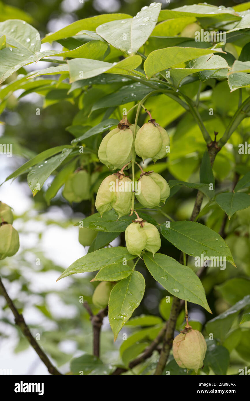 Gewöhnliche Pimpernuss, Pimpernuss, Pimpernuß, Pimper-Nuss, Pimper-Nuß, Staphylea pinnata, Staphylaea pinnata, European Bladdernut, Faux-pistachier, S Stock Photo