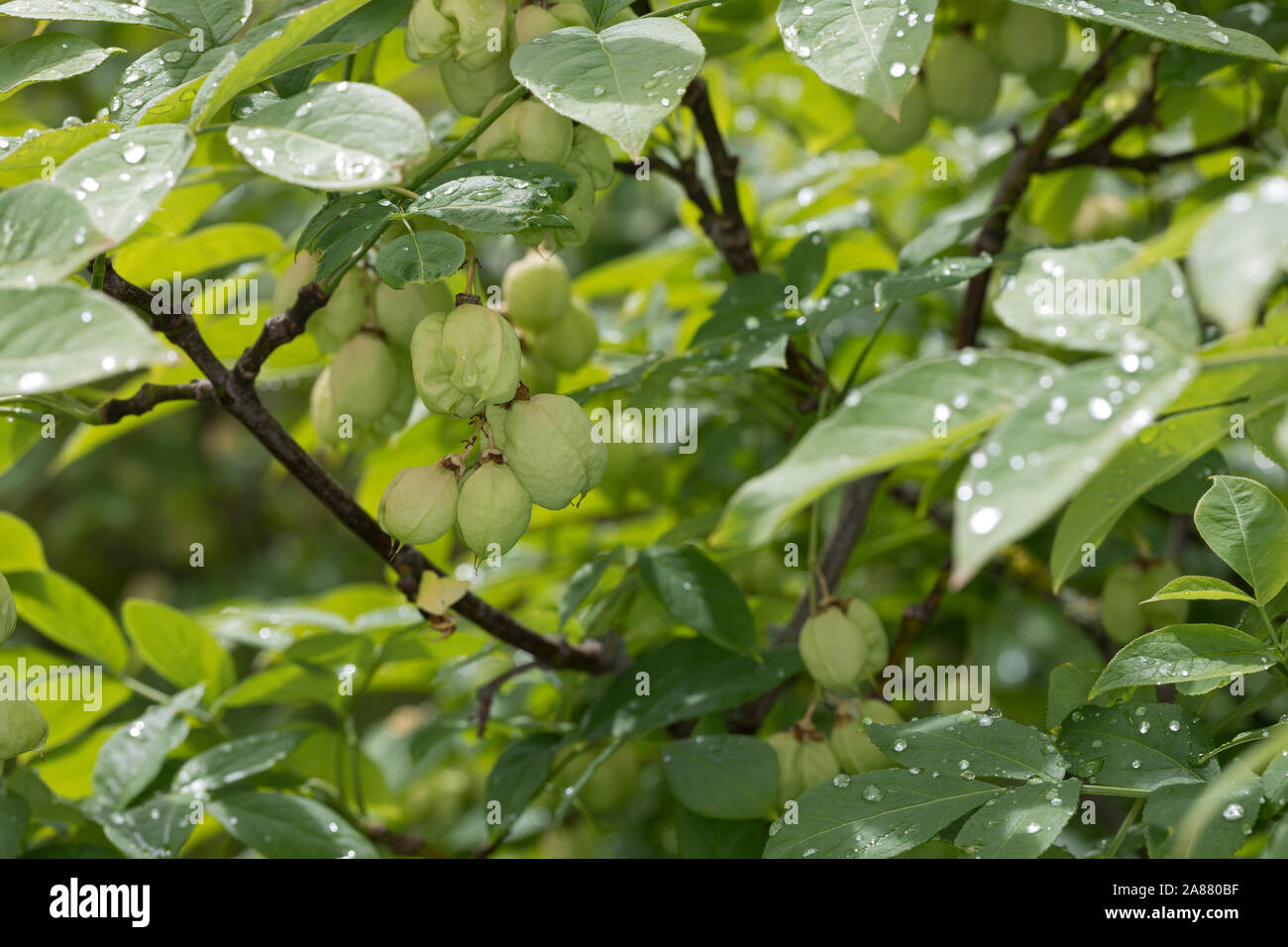 Gewöhnliche Pimpernuss, Pimpernuss, Pimpernuß, Pimper-Nuss, Pimper-Nuß, Staphylea pinnata, Staphylaea pinnata, European Bladdernut, Faux-pistachier, S Stock Photo