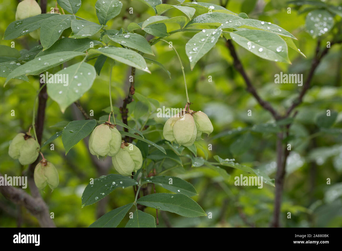 Gewöhnliche Pimpernuss, Pimpernuss, Pimpernuß, Pimper-Nuss, Pimper-Nuß, Staphylea pinnata, Staphylaea pinnata, European Bladdernut, Faux-pistachier, S Stock Photo