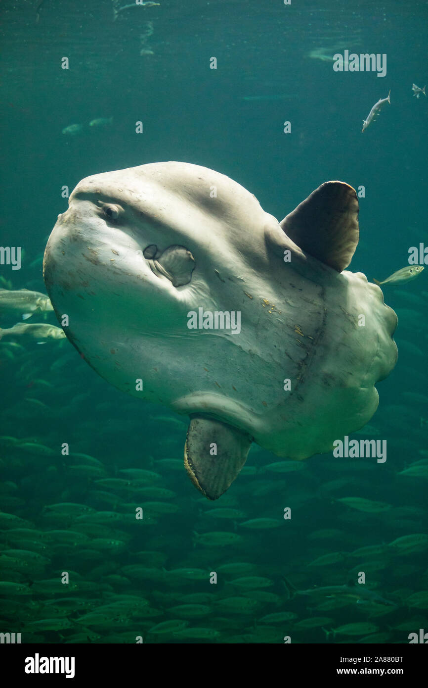 Mondfisch, Mond-Fisch, Klumpfisch, Mola mola, Sunfish, ocean sunfish,  Klumpfisk, common mola, La môle, la poisson-lune Stock Photo - Alamy