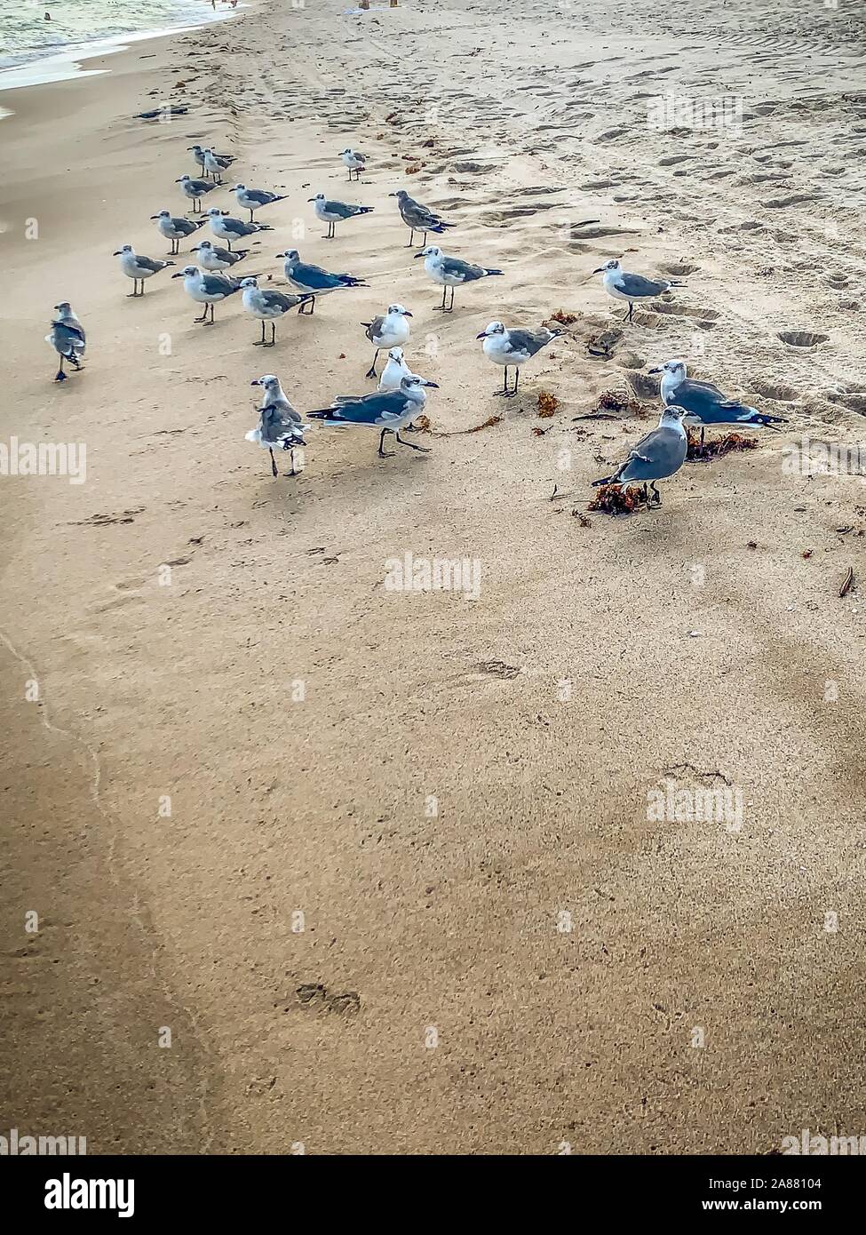 Fort Lauderdale, Florida - seagulls on the beach Stock Photo