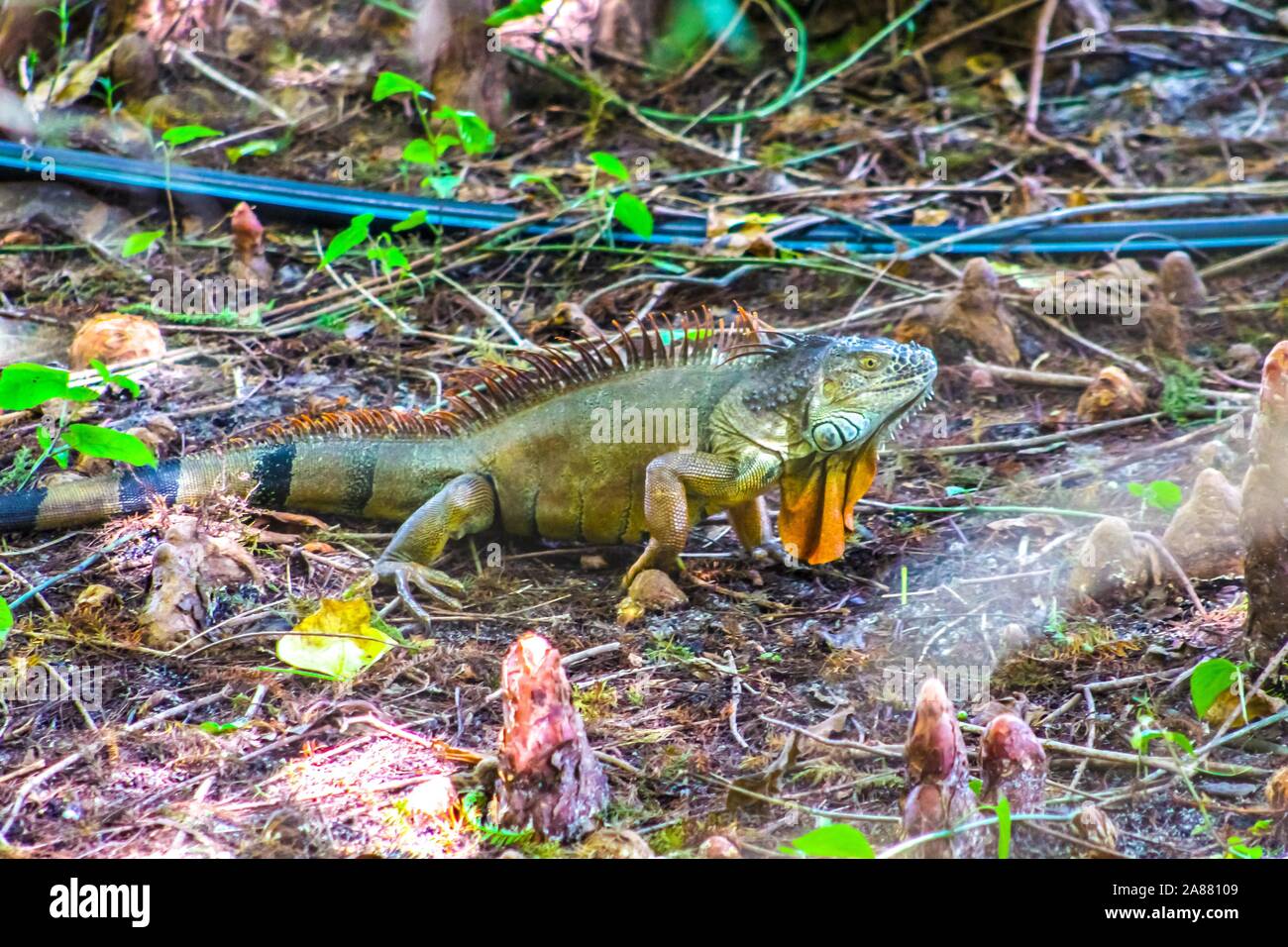 Oleta River State Park in Miami, Florida - invasive green iguanas cause damage to environment Stock Photo