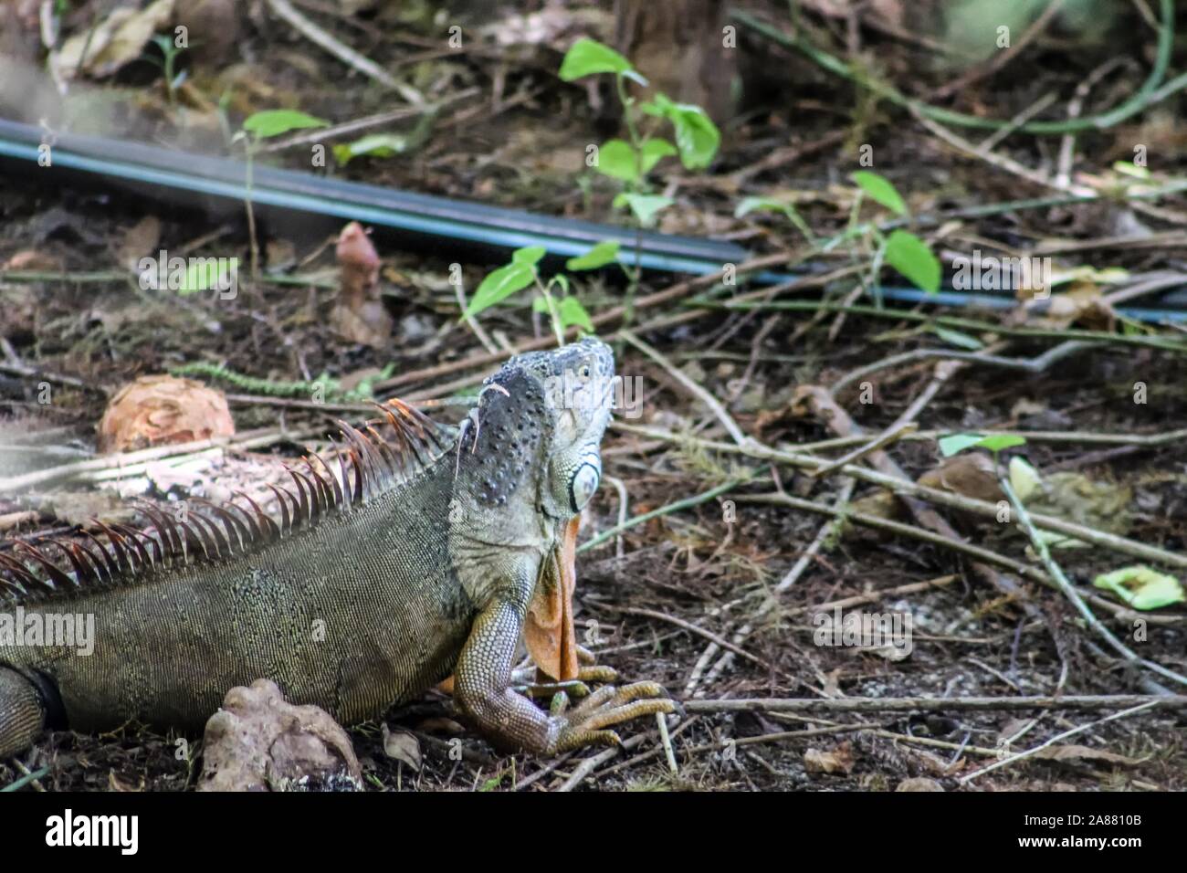 Oleta River State Park in Miami, Florida - invasive green iguanas cause damage to environment Stock Photo
