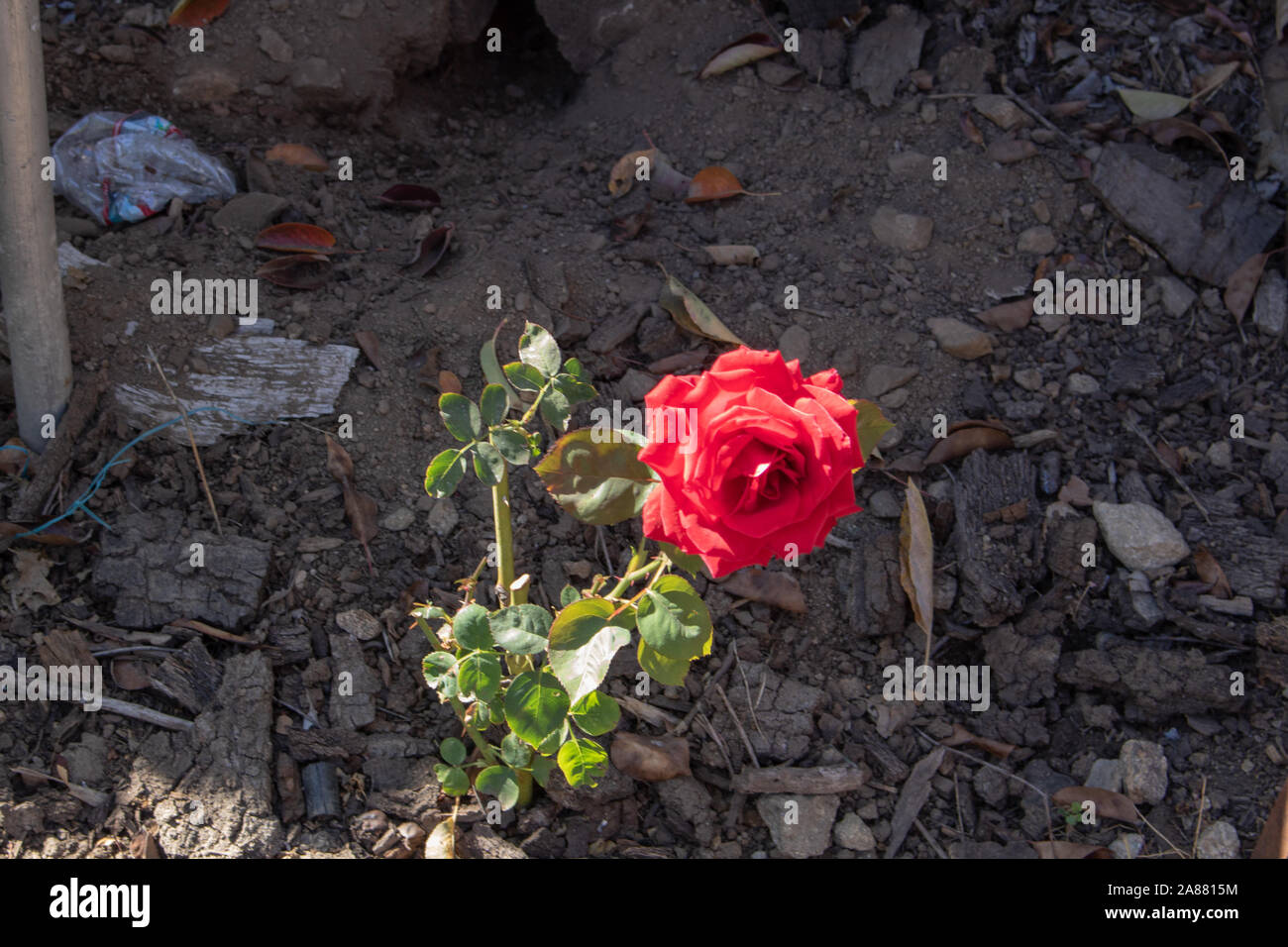 Glen rose hi-res stock photography and images - Alamy