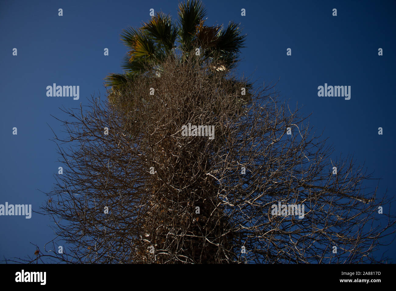 Victoria gardens rancho cucamonga hi-res stock photography and images -  Alamy