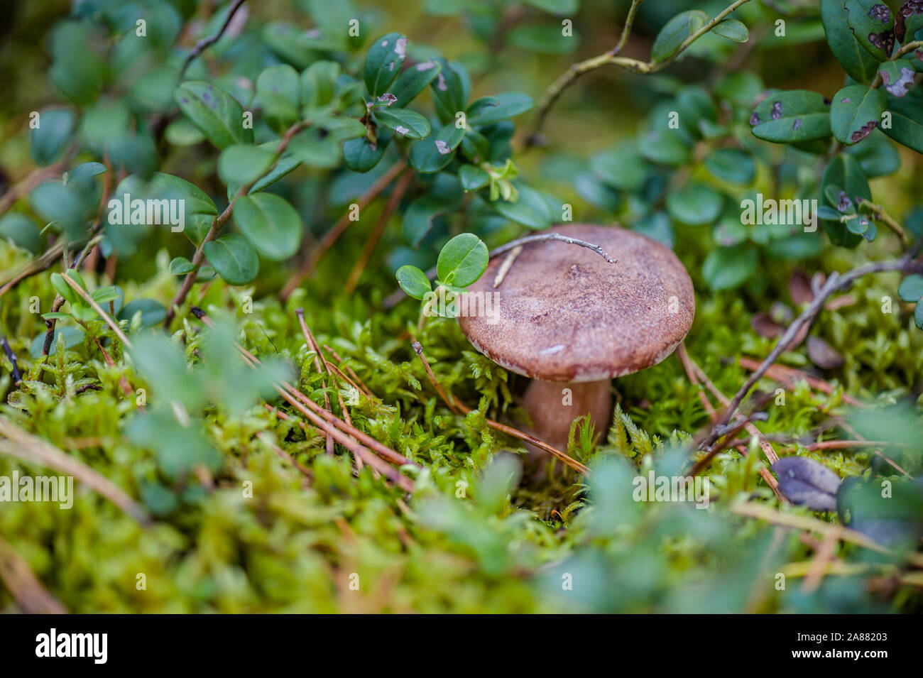 Edible mushroom Rufous Milkcap or the Red Hot Milk Cap or Lactarius rufus on natural background. Outdoors close-up macro on gentle blurred background. Stock Photo