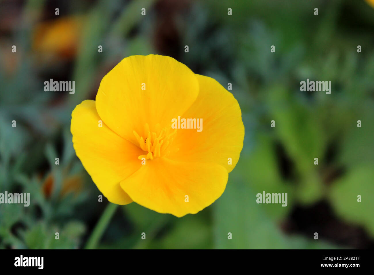 Green tiny flower head hi-res stock photography and images - Alamy