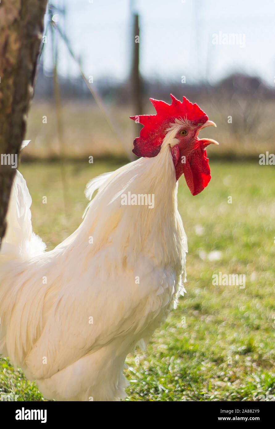 Bresse Gauloise Chicken, Rooster, Bresse Hühner, Bresse Henne, Hahn, in ...