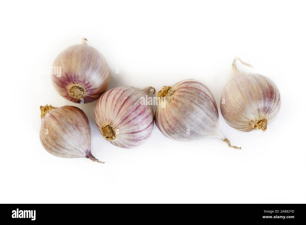 elephant garlic on white background Stock Photo