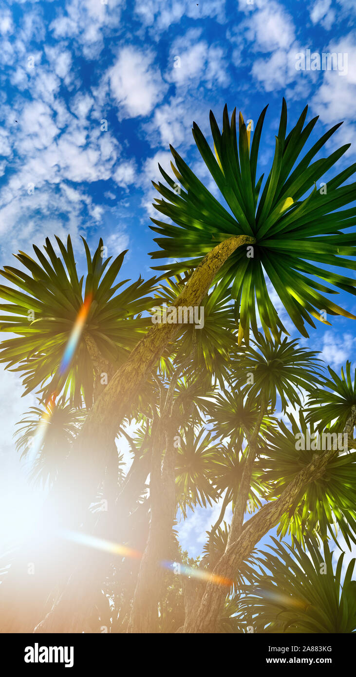 Cabbage palm tree (Sabal Palmetto) canopy Stock Photo