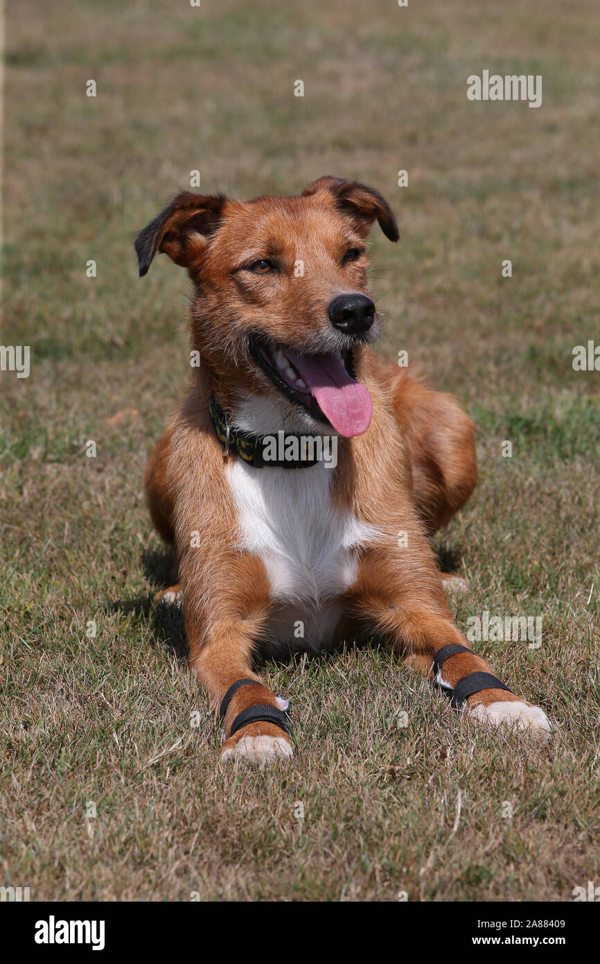Lurcher paw hires stock photography and images Alamy