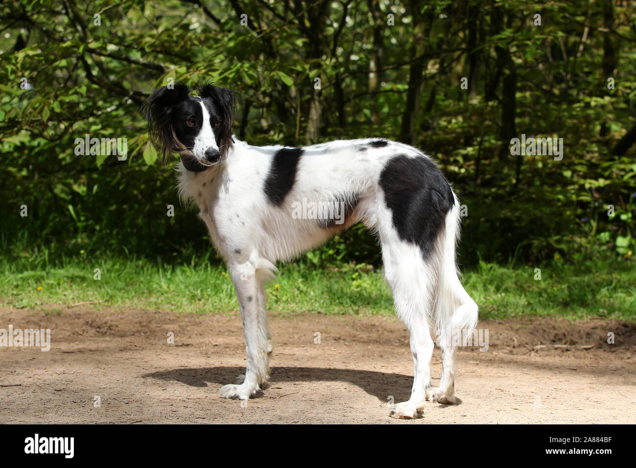 Lurcher Paw High Resolution Stock Photography and Images Alamy