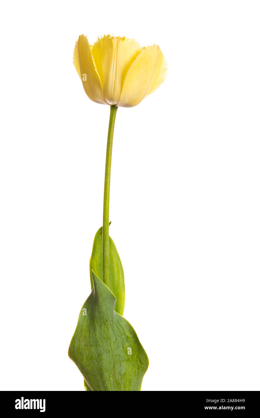 Single light yellow tulip flower isolated on white background Stock ...