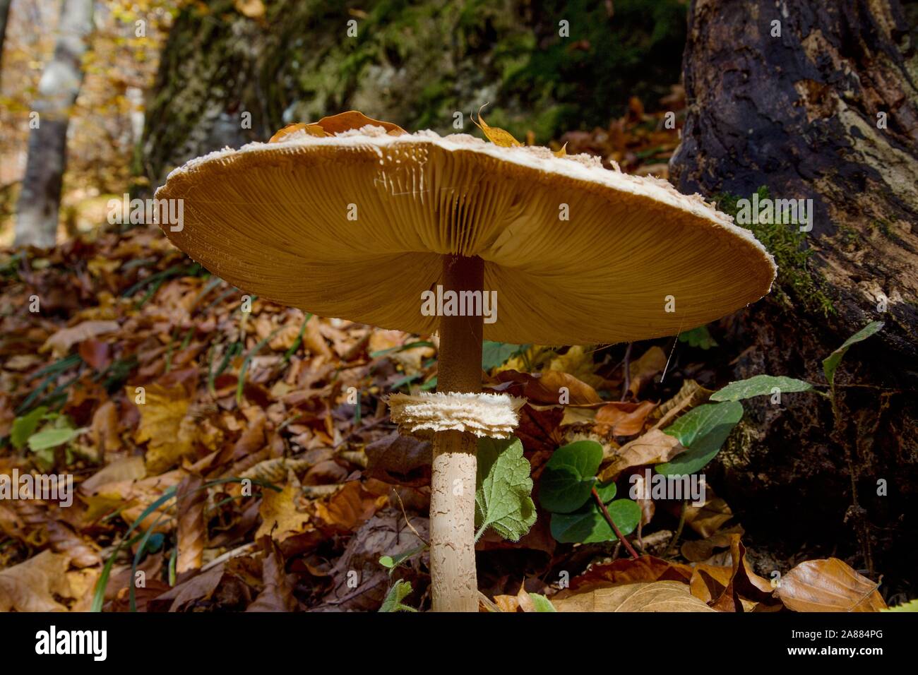 Adult macrolepiota procera in the forest Stock Photo