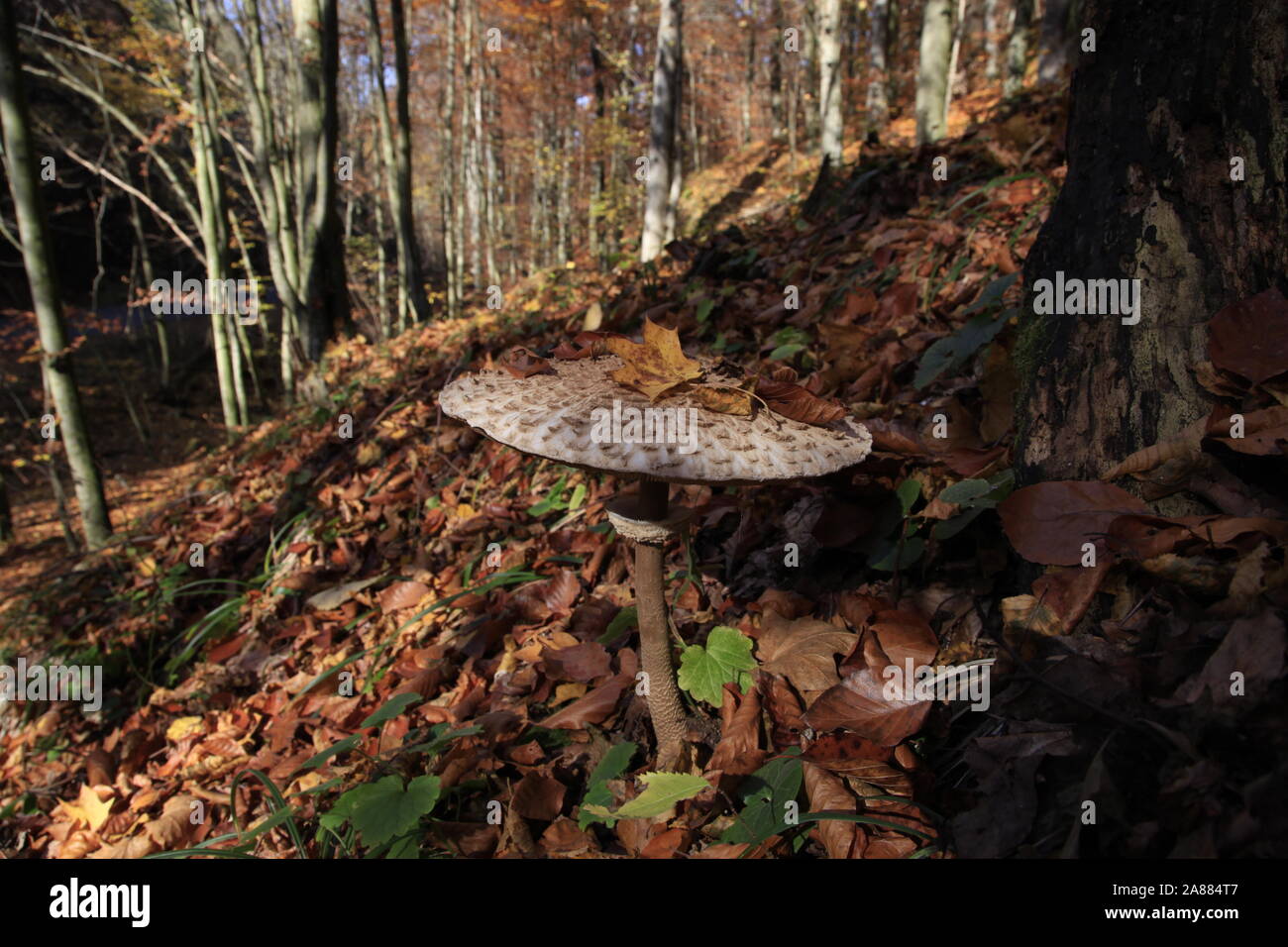 Adult macrolepiota procera in the forest Stock Photo