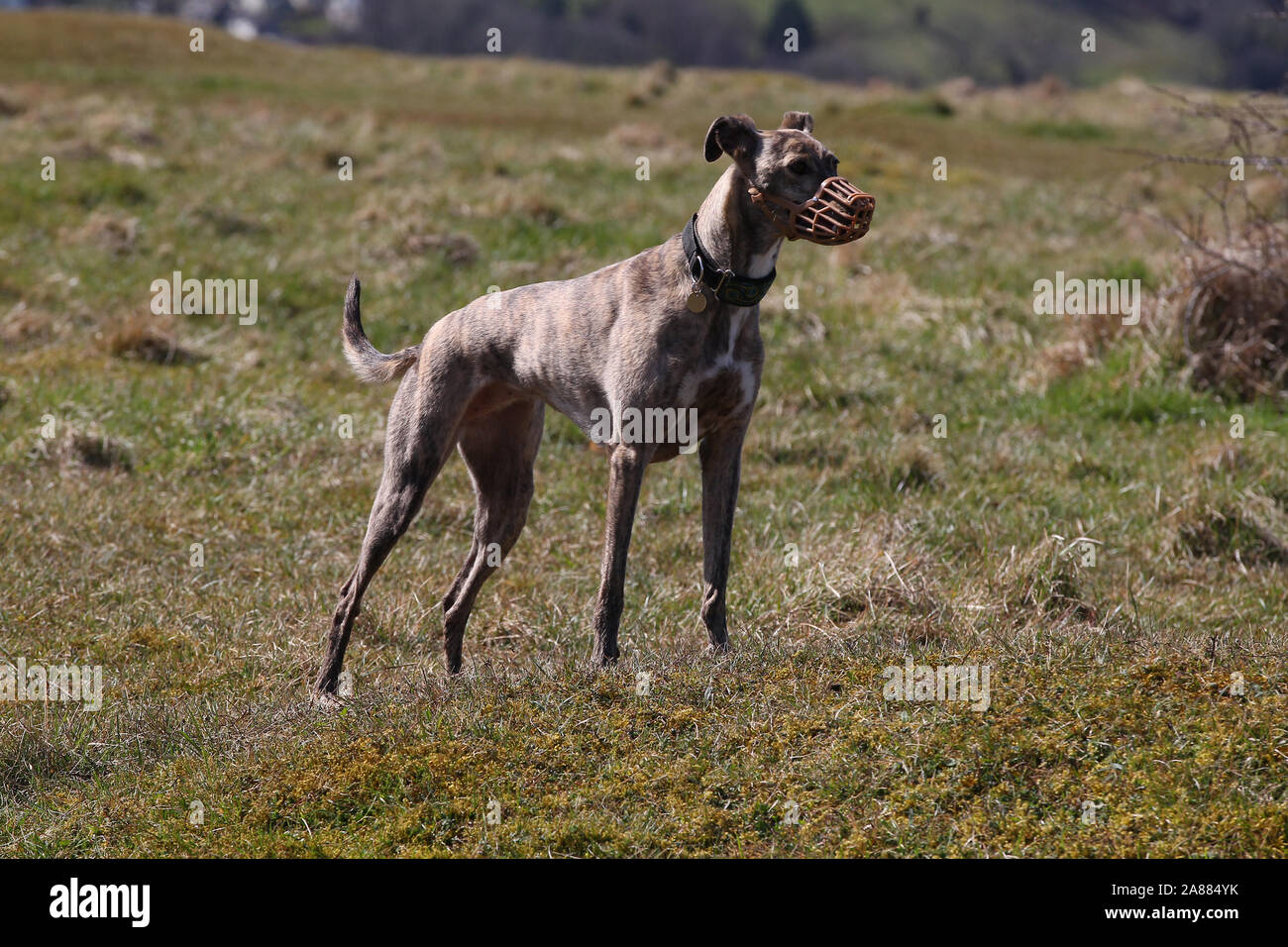 Lurcher paw hires stock photography and images Alamy