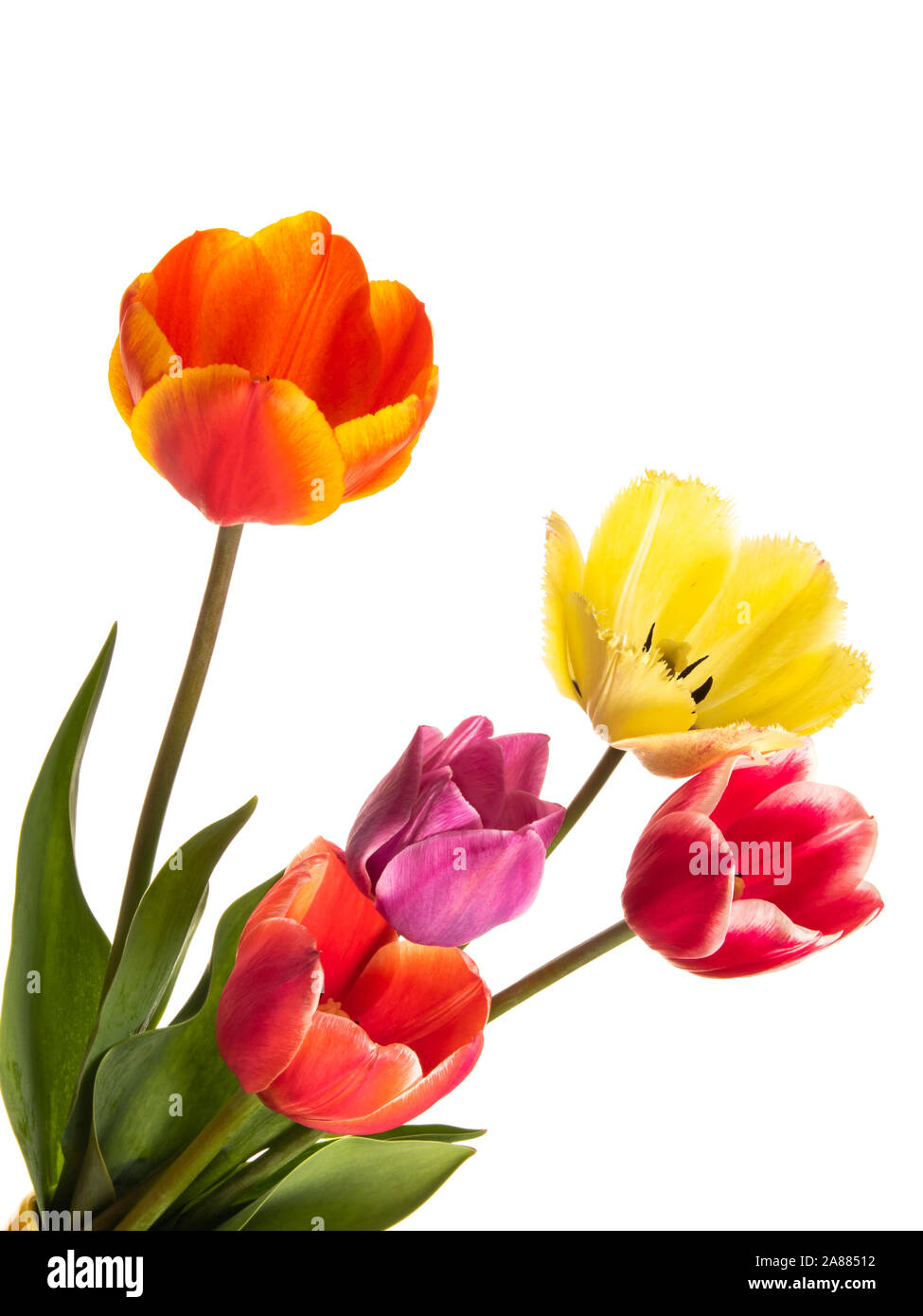 Tulip flowers isolated on a white background Stock Photo - Alamy