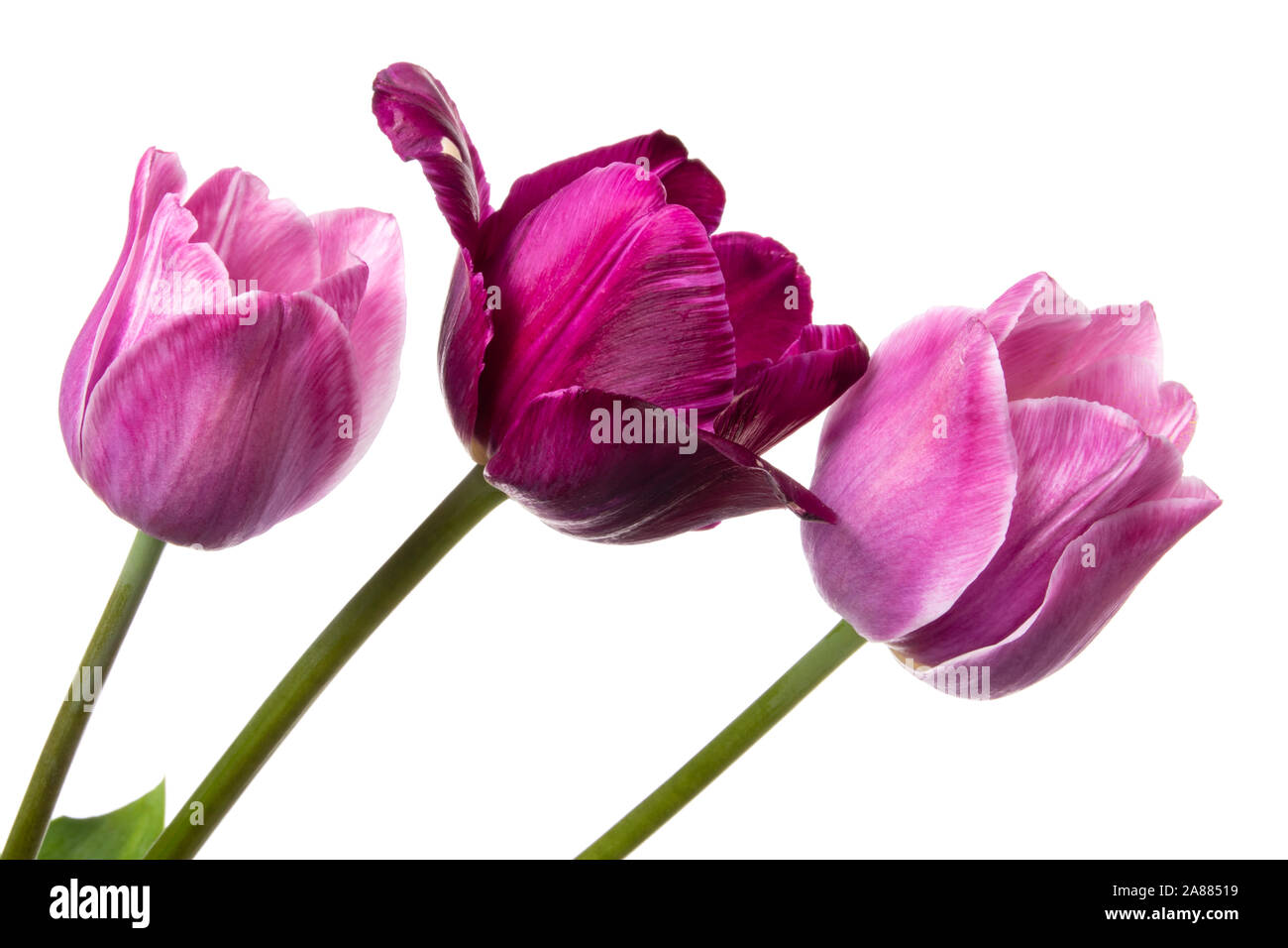 Tulip flowers isolated on a white background Stock Photo - Alamy