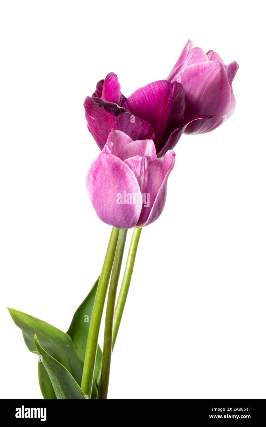 Tulip flowers isolated on a white background Stock Photo - Alamy