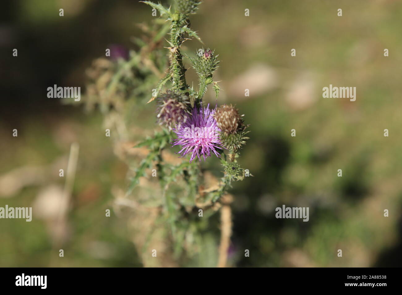 Thistle flower on the pasture in the mountains Stock Photo