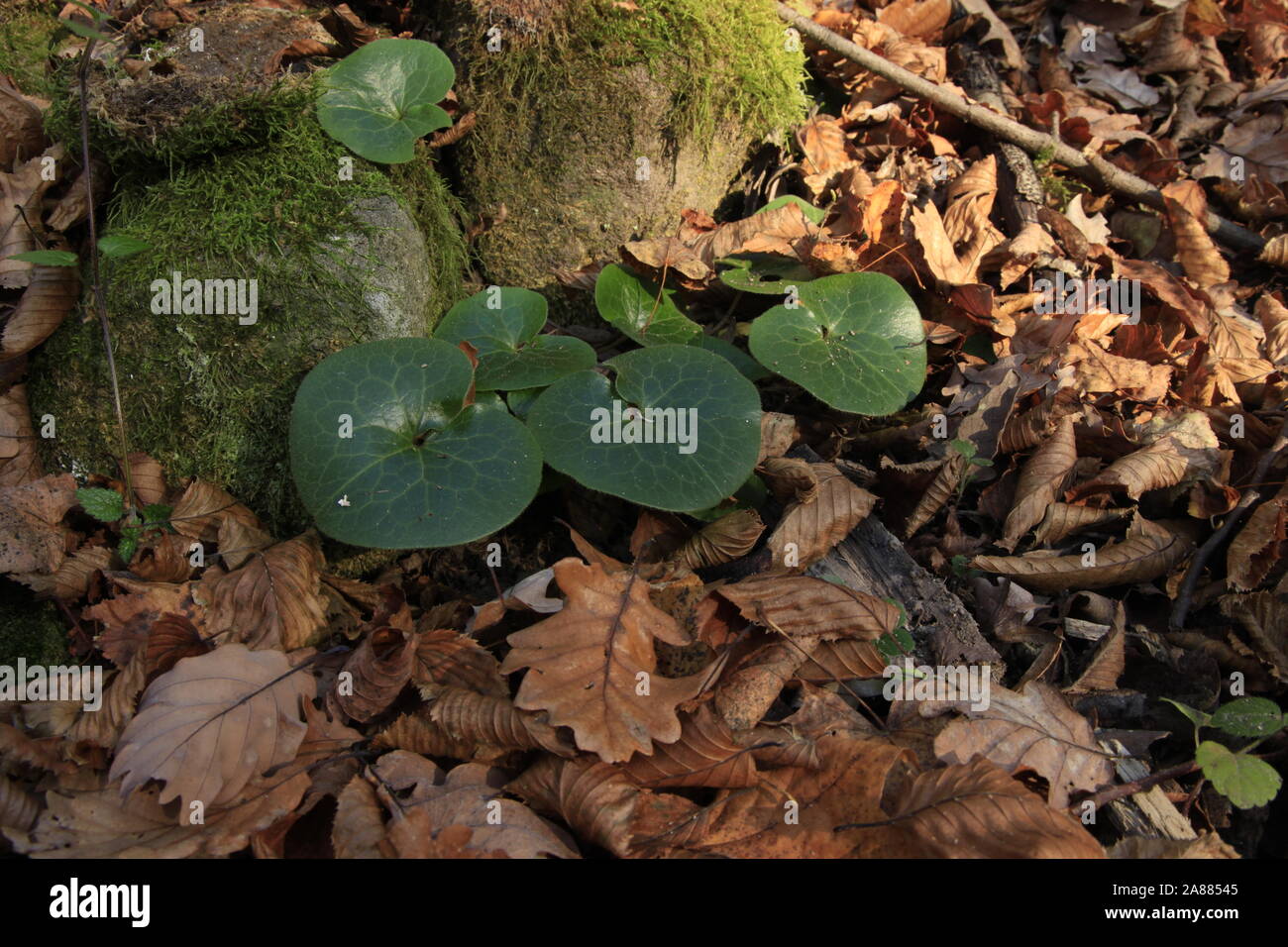 European wild ginger in the autumn forest Stock Photo