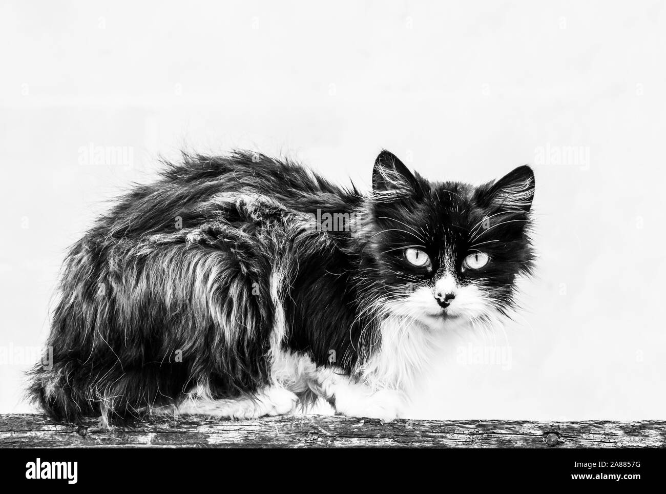 big homeless shaggy black and white cat. Photo. Stock Photo