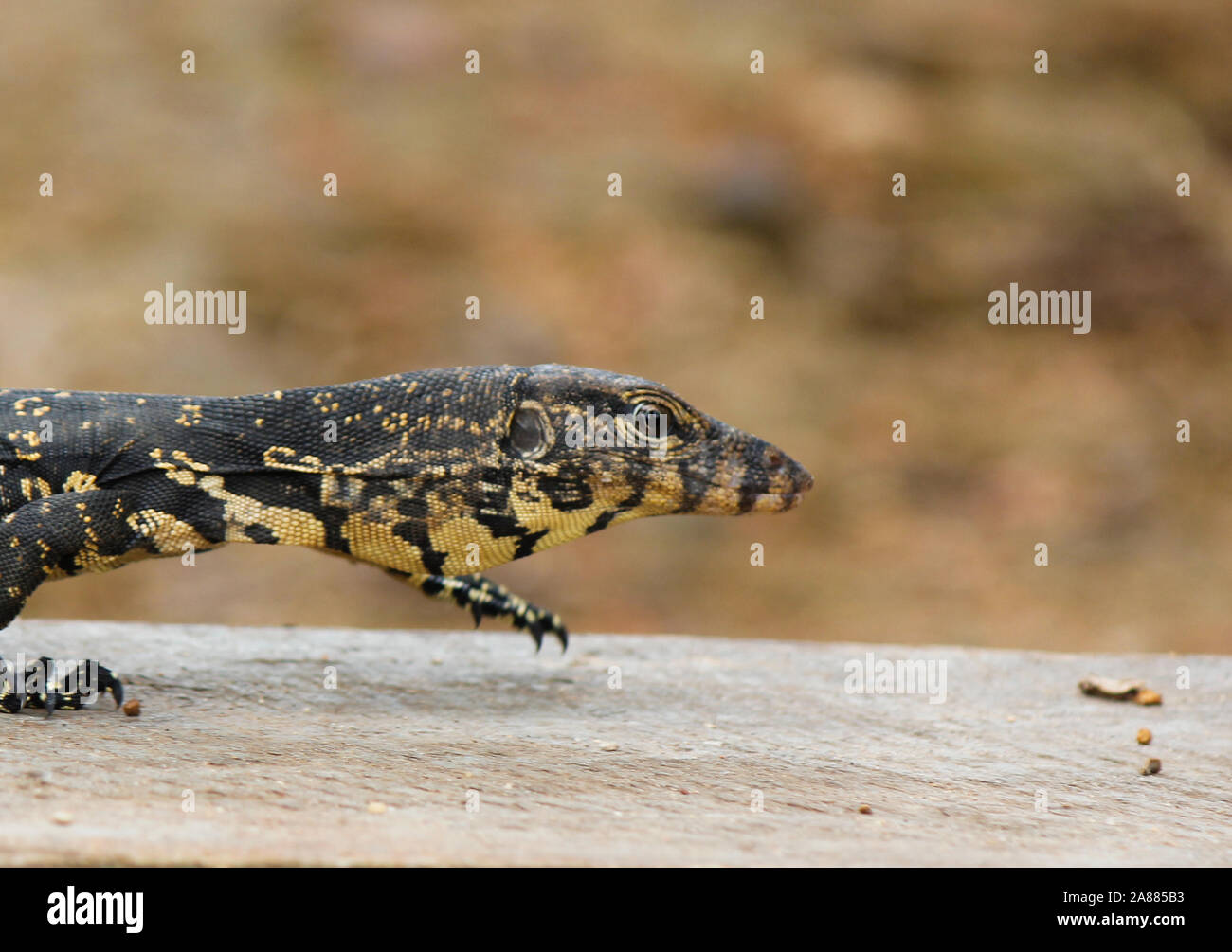Baby Monitor Lizard High Resolution Stock Photography And Images Alamy Baby Monitor Lizard High Resolution Stock Photography And Images Alamy