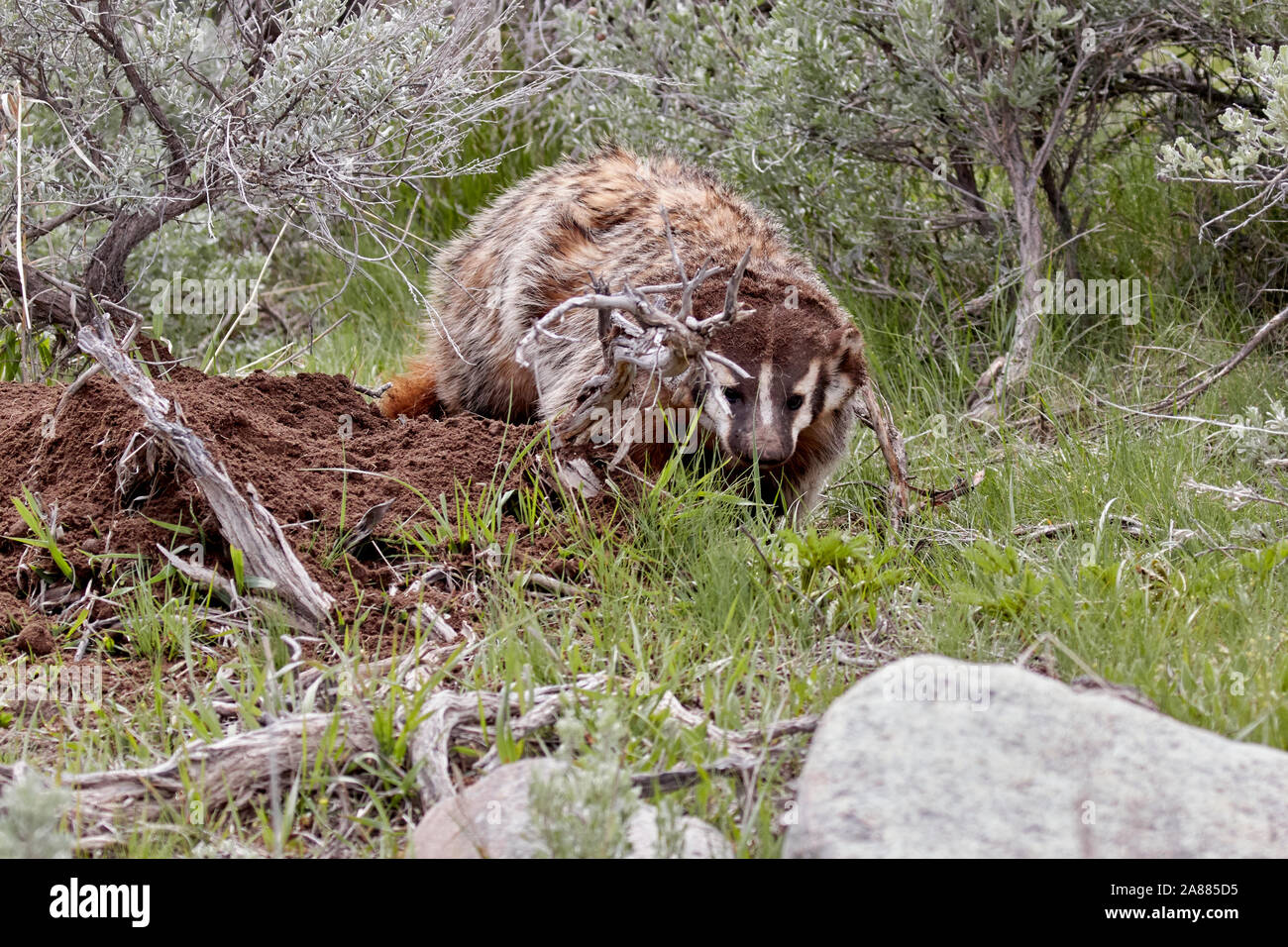 Badger in Yellowstone National Park, Wyoming, USA Stock Photo