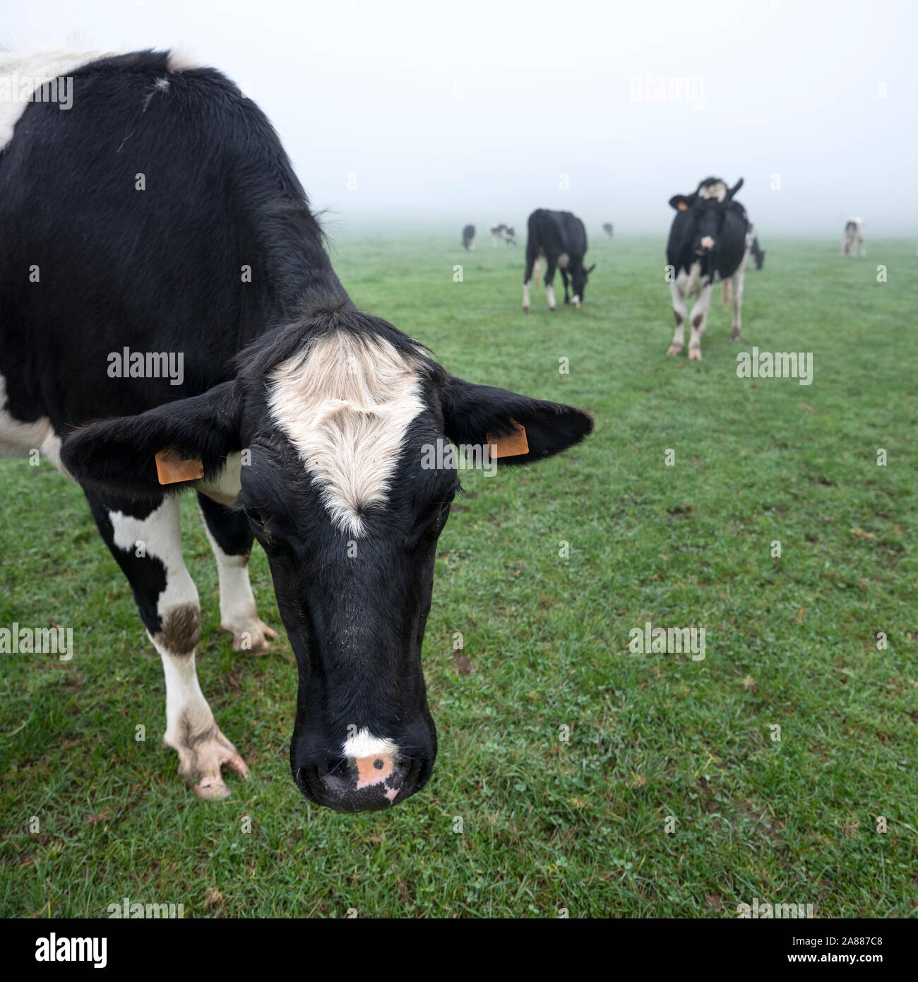 young black and white cows in green misty meadow Stock Photo - Alamy