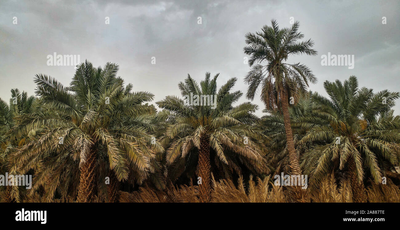National museum of kuwait hires stock photography and images Alamy