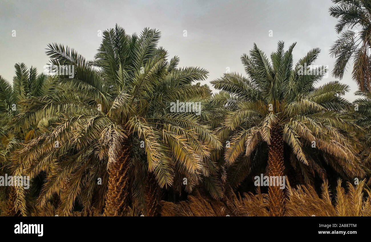 Date palm trees growing in a row and branches of date palms under blue