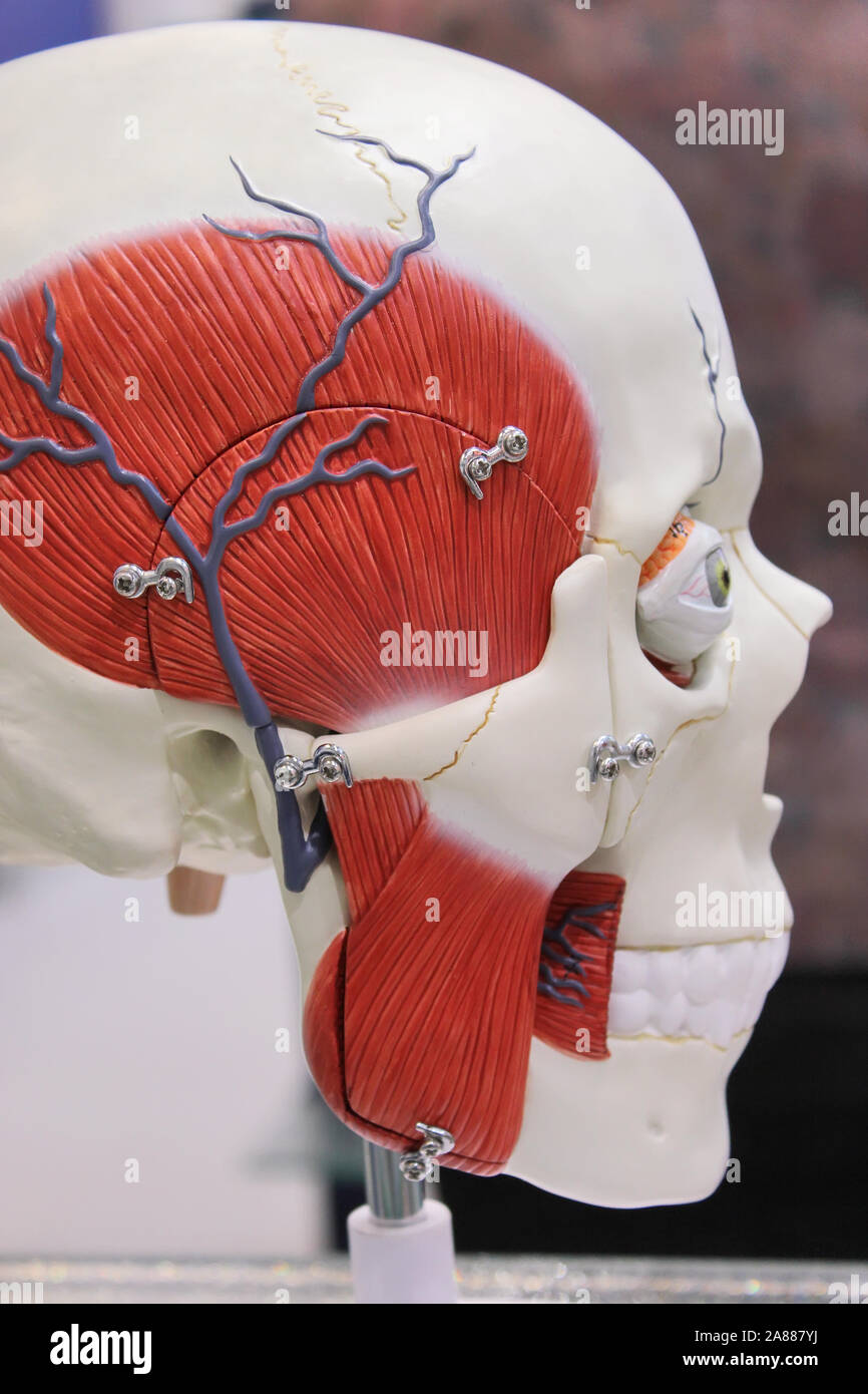 Anatomy class illustration hi res stock photography and images Alamy